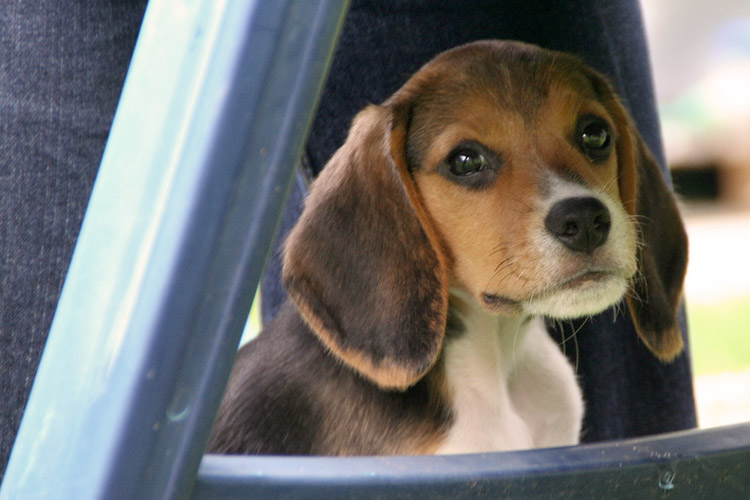 Beagle