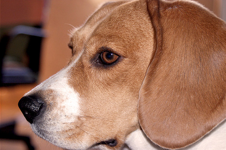 Beagle