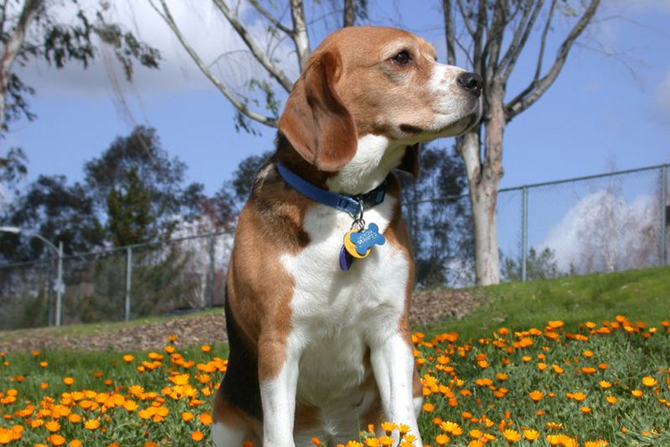 Beagle