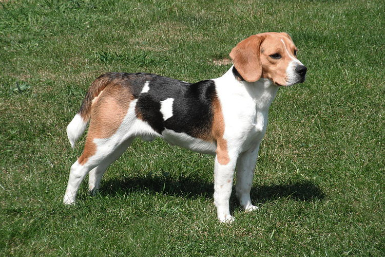 Beagle