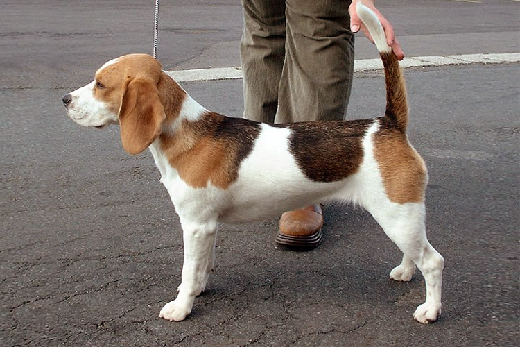 Beagle