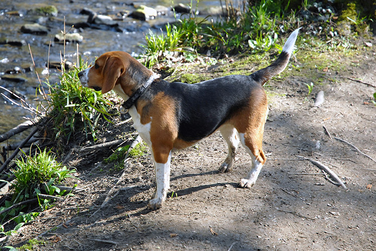 Beagle